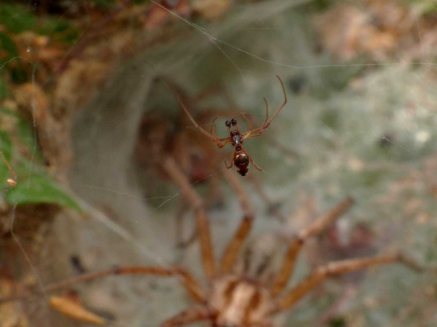Gli astuti Argyrodes